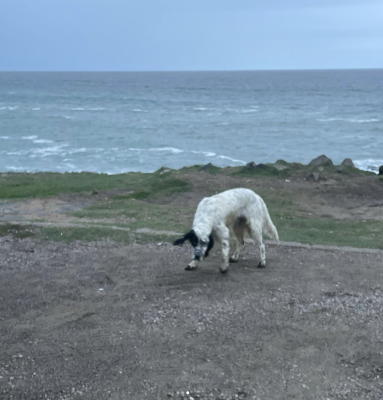 Hav hav ve mâi deniz