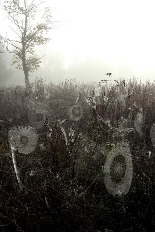 Örümcek Ağından Çiçekler