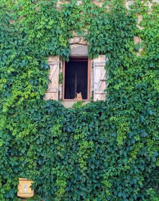 Duvar, pencere ve KEDİ